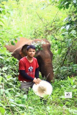 Help Save Our Elephants 1 Mr Kid