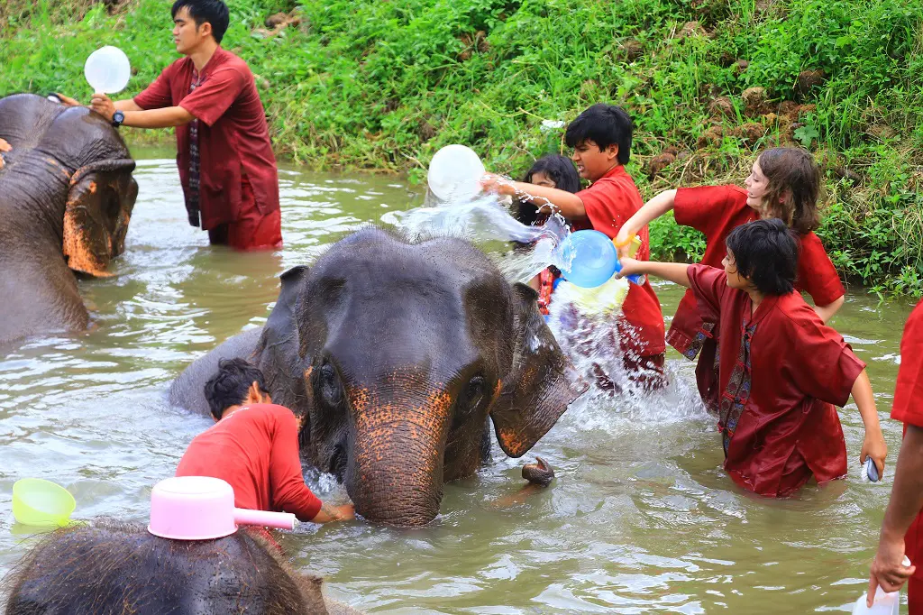 Memorable Caring Experience Elephant Sanctuary in Chiang Mai