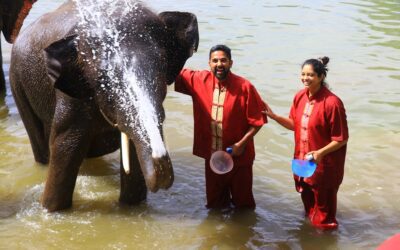 Serene Boutique Elephant Care