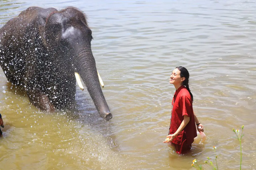 Private Serene Boutique Chiang Mai Elephant Care 10