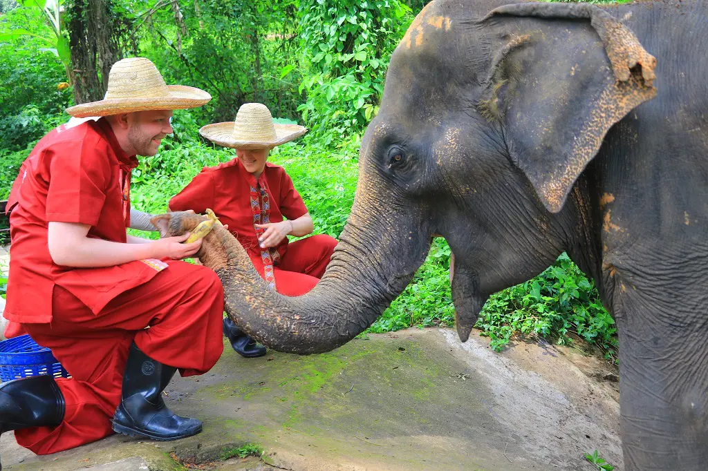 Private Serene Boutique Chiang Mai Elephant Care 4