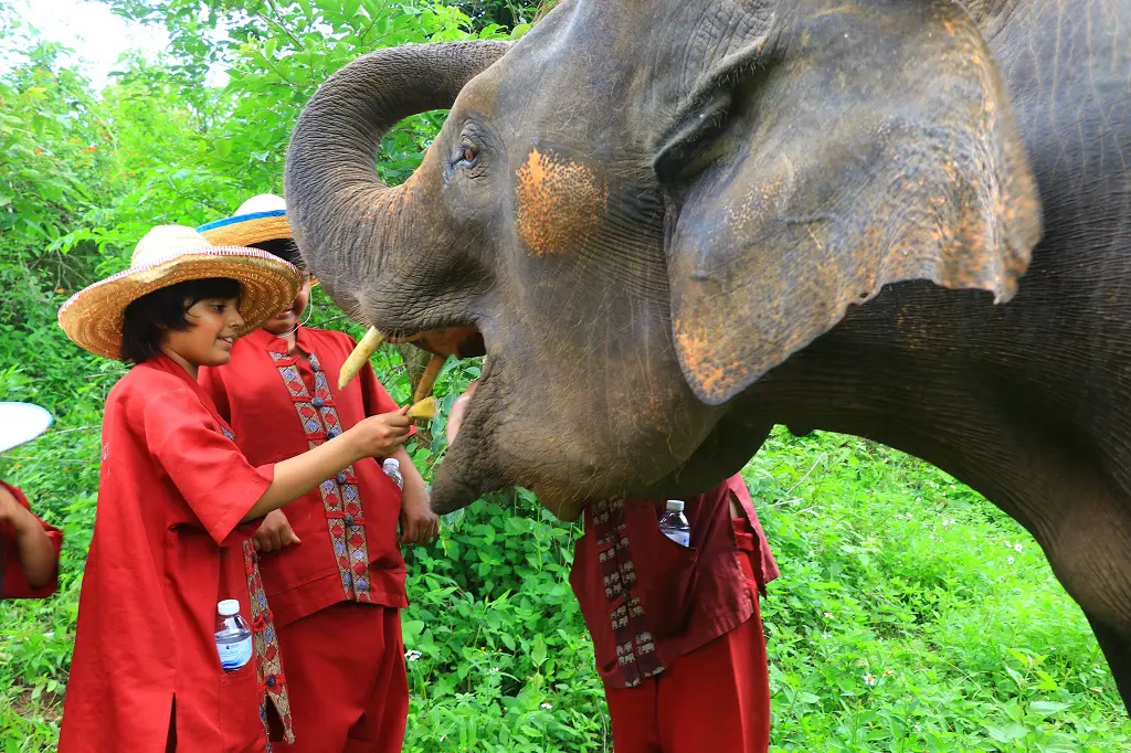 Private Serene Boutique Chiang Mai Elephant Care 5