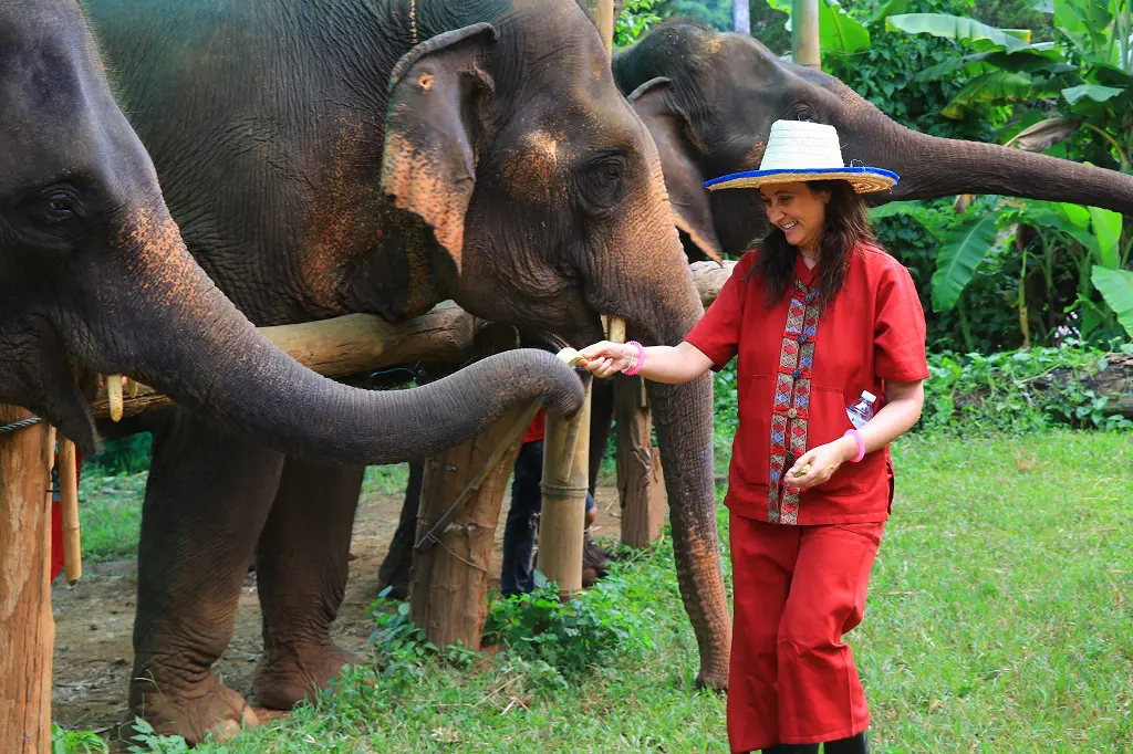 Private Serene Boutique Chiang Mai Elephant Care 7