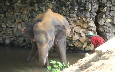 Truth About Elephant Riding