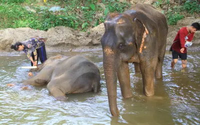 Amazing Facts About Elephants