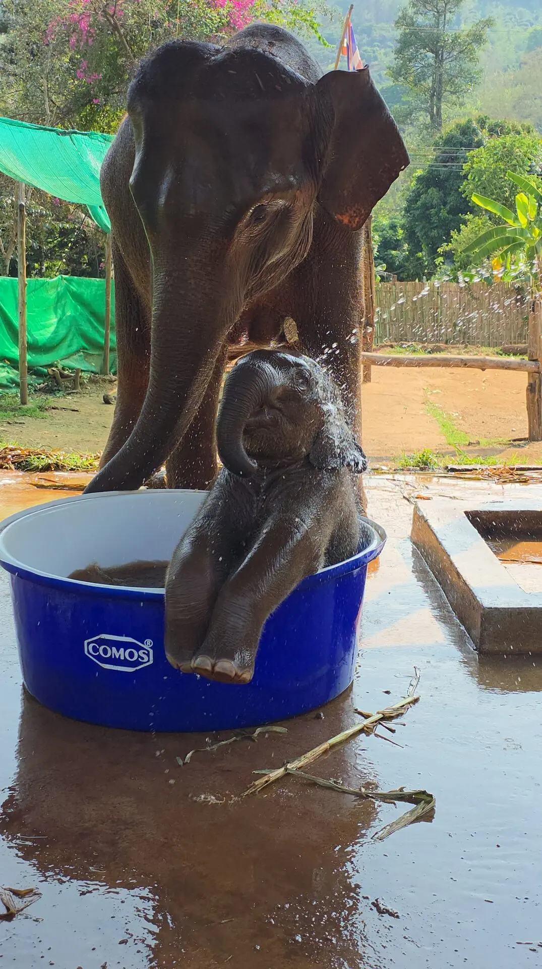 Elephant Rescue Parks New Baby Elephant