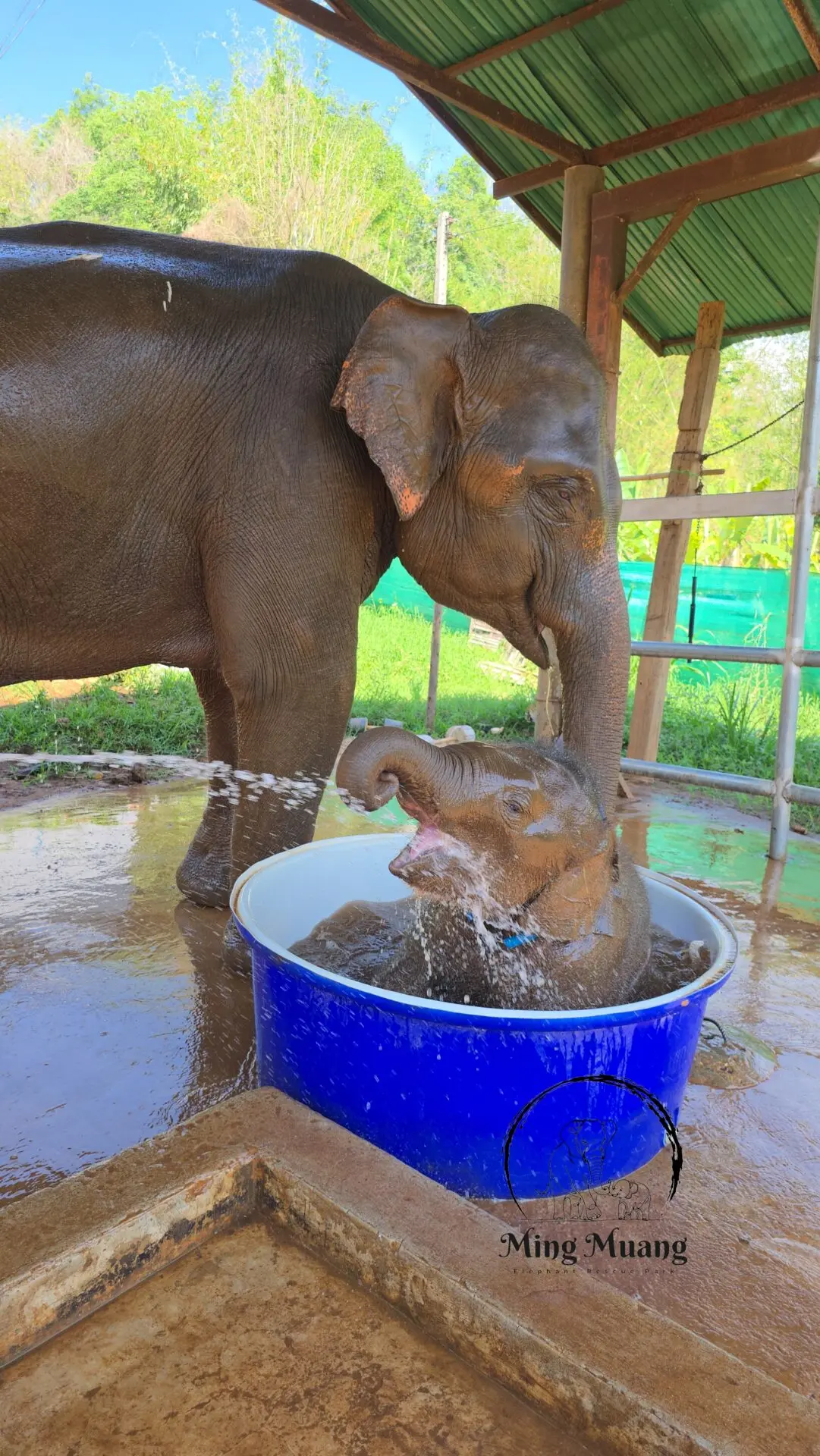 Elephant Rescue Parks Baby Elephant