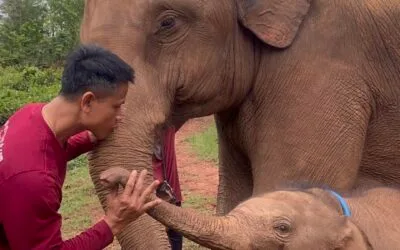 Elephant Rescue Parks Baby Elephant